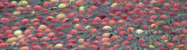 Cranberry bog is flooded at New Jersey's Double Trouble State Park so floating berries can be harvested.